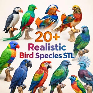 May include: A selection of over twenty realistic bird models, each perched on a small branch. The birds display vivid colours, including blue, green, red, and orange. The image includes the text "20+ Realistic Bird Species STL".