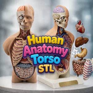 Peut inclure: Modèle anatomique détaillé d'un torse humain, présentant les organes internes et la structure squelettique. Le modèle est partiellement disséqué pour révéler les mécanismes internes, avec le texte "Human Anatomy Torso STL".