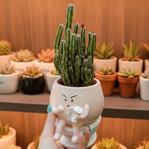 Könnte beinhalten: Ein skurriler, cremefarbener Keramik-Pflanztopf in Form einer Person auf einer Toilette, die ein Taschentuch hält. Der Topf ist mit einem grünen Kaktus mit weißen Stacheln und einer kleinen roten Knospe gefüllt. Weitere Sukkulenten sind im Hintergrund zu sehen.