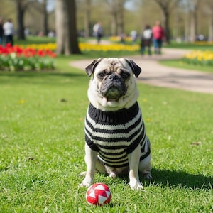Könnte beinhalten: Ein beigefarbener Mops trägt einen schwarz-weiß gestreiften Pullover und sitzt auf grünem Gras in einem Park. Ein rot-weißer Ball liegt vor dem Hund. Blumen und Menschen sind im Hintergrund.