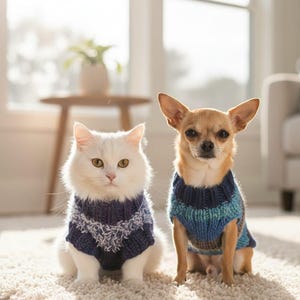 Puede incluir: Un gato blanco y un perro chihuahua marrón claro con suéteres de punto azul y blanco a juego. El gato y el perro están sentados en una alfombra color crema frente a una ventana.