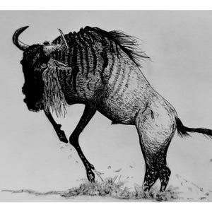 Puede incluir: Ilustración en blanco y negro de un ñu en movimiento. El animal se representa a mitad de salto, con las patas extendidas y la cola ondeando. La obra captura la forma musculosa del ñu y sus cuernos curvados, sobre un fondo liso.