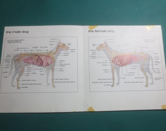 Diagrama antiguo de anatomía médica canina: órganos y esqueleto masculino y femenino.