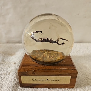 May include: A clear glass sphere with a preserved desert scorpion inside, sitting on a wooden base with a brass plaque that reads "Desert Scorpion".