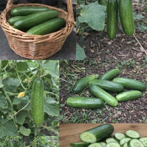 Può includere: Una raccolta di immagini che mostrano cetrioli verdi freschi. Alcuni sono in un cesto di vimini, altri sulla vite e alcuni sono affettati. I cetrioli sono di un colore verde vibrante e il tema generale è quello dei prodotti freschi.