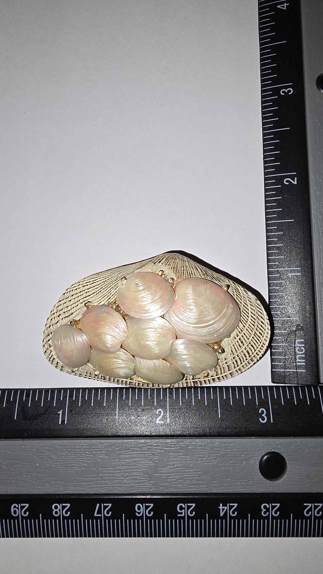 Capri Shells Vintage Signed Capri Clam Shell Brooch Pin Costume Jewelry Piece! Nice ...