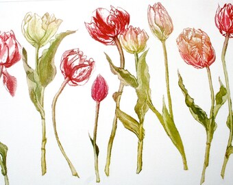 Tulips, a botanical Etching with Aquatint  vibrant colour. Large  plate .