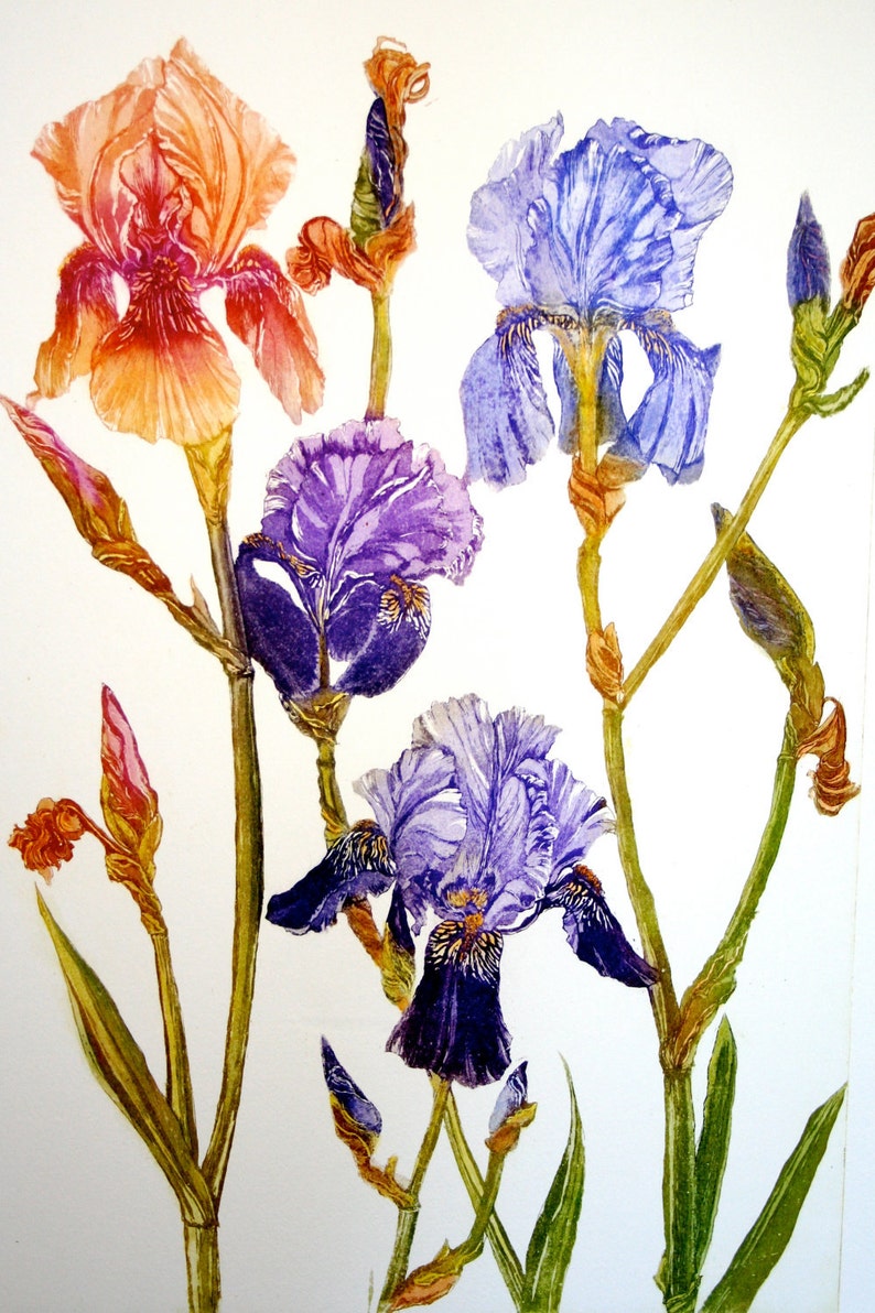 vibrant colour SOLD Bearded Iris Large Botanical Etching