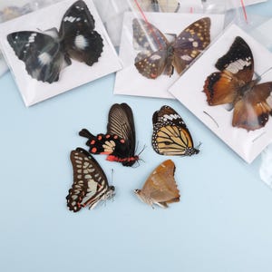 May include: A collection of dried butterflies, presented in clear plastic packaging. The butterflies showcase diverse colours and patterns, including black, brown, orange, and white. Some are mounted on white cards. The background is a light blue surface.