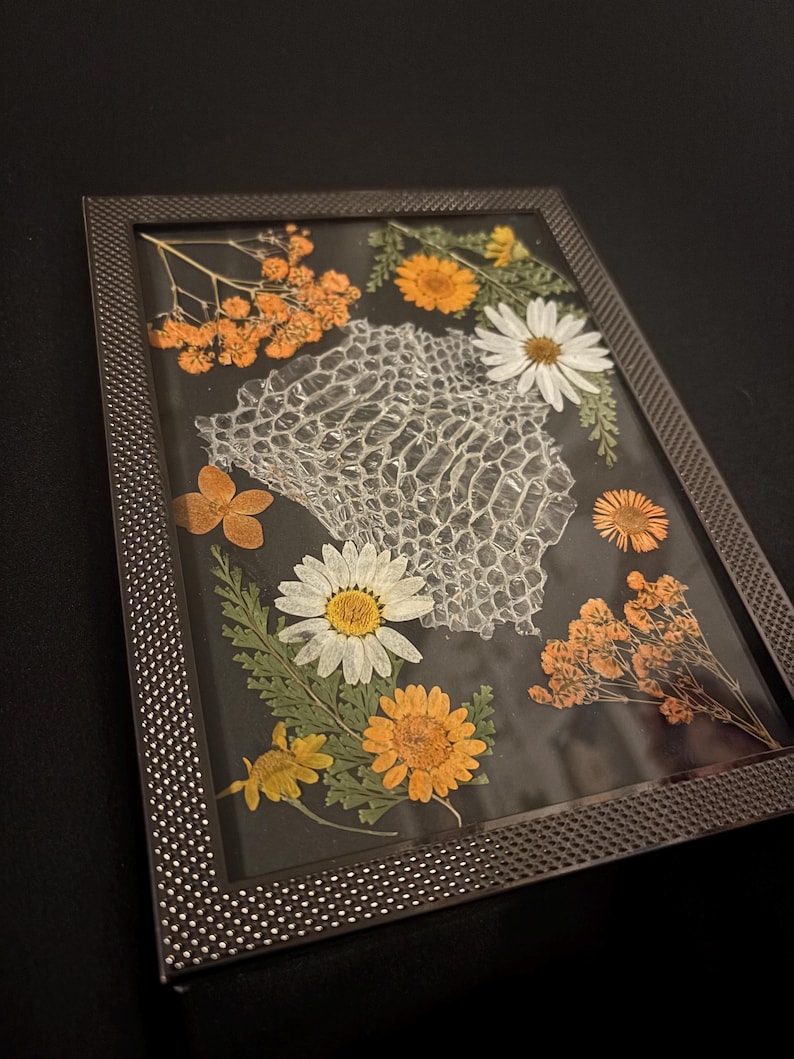 Ball Python Shed Frame imagem 2