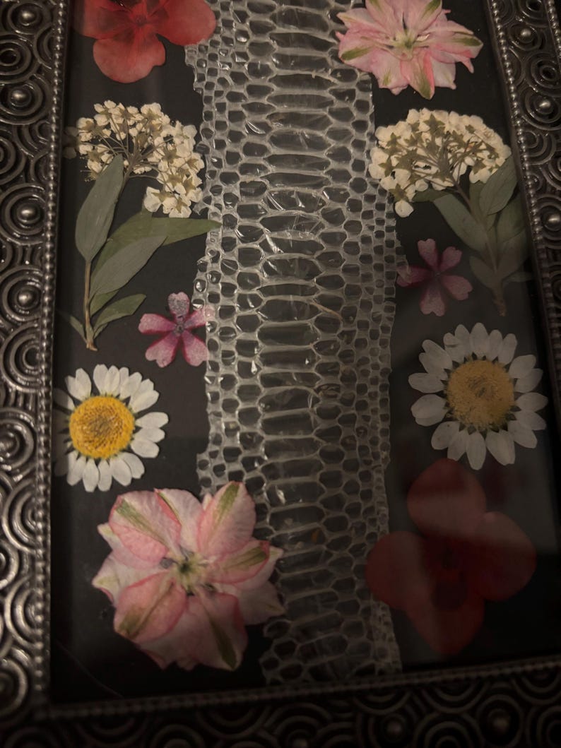 Puede incluir: Una obra de arte enmarcada con piel de serpiente y flores secas. El arreglo incluye margaritas blancas, flores rosas y rojas, y ramitas de flores blancas. El marco es de metal oscuro y ornamentado.