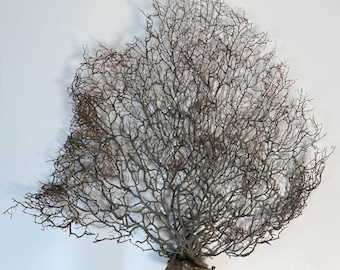 Gorgonia Sea Fan Costal Decor Item Vintage 18" x 18" ***BIG***