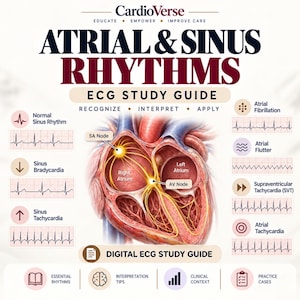 Könnte beinhalten: Ein digitaler EKG-Lernleitfaden mit dem Titel Atrial & Sinus Rhythms von CardioVerse. Die Grafik zeigt eine anatomische Herzillustration mit hervorgehobenen SA- und AV-Knoten, umgeben von verschiedenen Rhythmusstreifen wie dem normalen Sinusrhythmus.