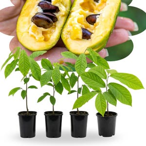 1 Yr Old PawPaw Tree, Native Paw Paw in Quart Pot, Asimina Triloba Common American Pawpaw