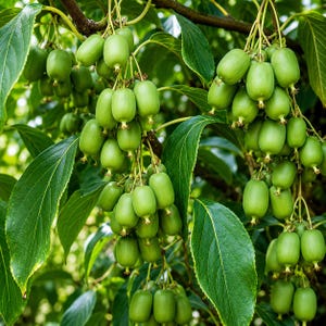 May include: A cluster of small, smooth-skinned, light green hardy kiwi fruits hanging from a vine. The oval-shaped fruits are densely packed in bunches among broad, pointed, dark green leaves with visible veins, showing natural growth on the plant.