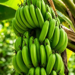 May include: A large, dense cluster of unripe green bananas hanging from a stalk. The individual bananas are firm, smooth, and vibrant green in colour, featuring dark brown, dried floral remnants at their tips, tightly packed together in a bunch.