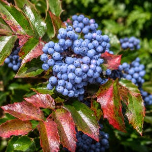 May include: A cluster of round, light blue berries growing on a plant with glossy, spiky-edged leaves that transition from green to deep red. The berries are densely packed in a spherical formation, contrasting with the vibrant, multi-coloured foliage.