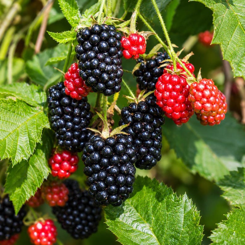 Cumberland Black Raspberry Plant Rubus occidentalis Starter Plug Sweet Heirloom Berry Fruit Plant