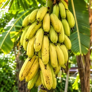 Lakatan Banana Tree Starter Plug Musa acuminata Sweet Tropical Fruit Banana