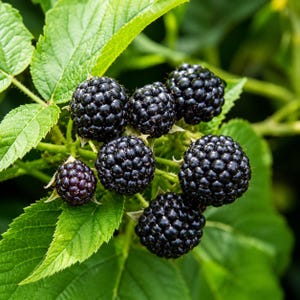 May include: Close-up of ripe blackberries on a green leafy branch. The blackberries are a deep, shiny black color, with a textured surface. The leaves are a vibrant green, creating a natural, fresh look. The image highlights the freshness of the fruit.