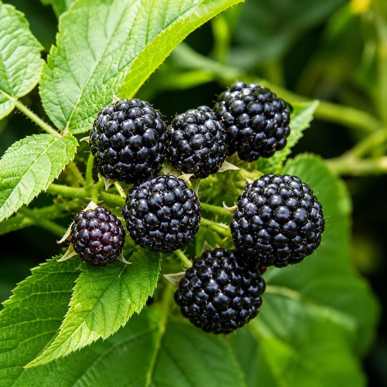 Cumberland Black Raspberry Plant Rubus occidentalis Starter Plug Sweet Heirloom Berry Fruit Plant