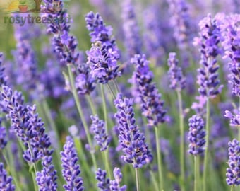 English Lavender Seeds, Heirloom Fragrant Herb, Lavandula Angustifolia Plant