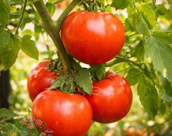 2 Celebrity Tomato Live Plants 6–10” Established 60+ Days