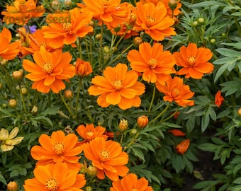 Cosmos Tall Orange Sulphur Flower Seeds, Annual Garden Blooms (100+ Seeds)