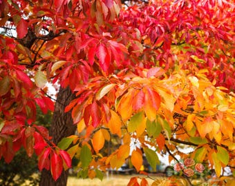 Sassafras Tree: Live Bare Root Native Plant with Unique Leaf Shapes, Fall Colors