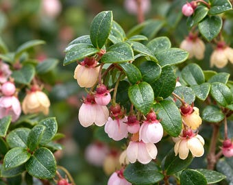 Candybox Chilean Guava Live Plant, Ugni molinae, Evergreen Shrub, Pink Flowers, Red Berries
