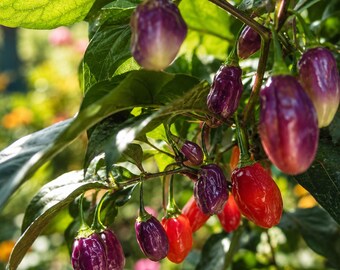 Biquinho Purple Chili Pepper Live Plants (3 Pack) – Rare Sweet Heat Ornamental Variety