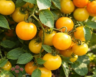 Sun Sugar Yellow Tomato Plants, Sweet Cherry Starter Set of 2