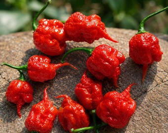 Carolina Reaper Live Plants (3 Pack) 75+ Days Old Super Hot Pepper World's Hottest Chili