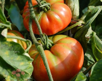 2 German Johnson Tomato Live Plants Heirloom 6–10” Rare