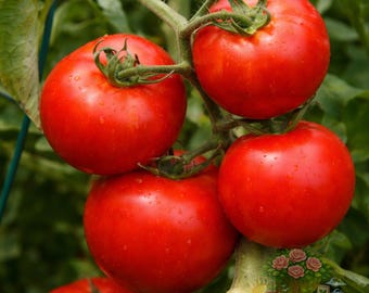 Big Boy Tomato Live Plants, Set of 2 Large Starter Plants