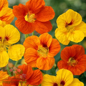 30 Nasturtium Tom Thumb Seeds Dwarf Annual Flower