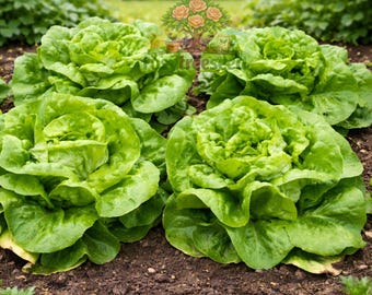 1000 Buttercrunch Lettuce Seeds Heirloom Crisp Leaves High Germination