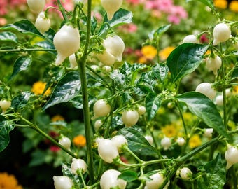 Live Biquinho White Chili Pepper Plants (3 Pack) – Rare Sweet Citrus Heat