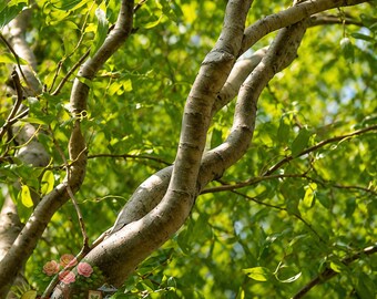 4 Curly Willow Trees Corkscrew Willow Live Plants Bonsai