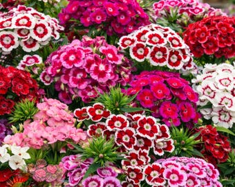 300 Sweet William Flower Seeds Mixed Multi Color Biennial