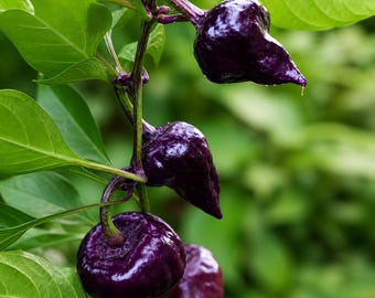 Purple UFO Chili Pepper Live Plants (3 Pack) 75+ Days Old Flying Saucer Hot Pepper
