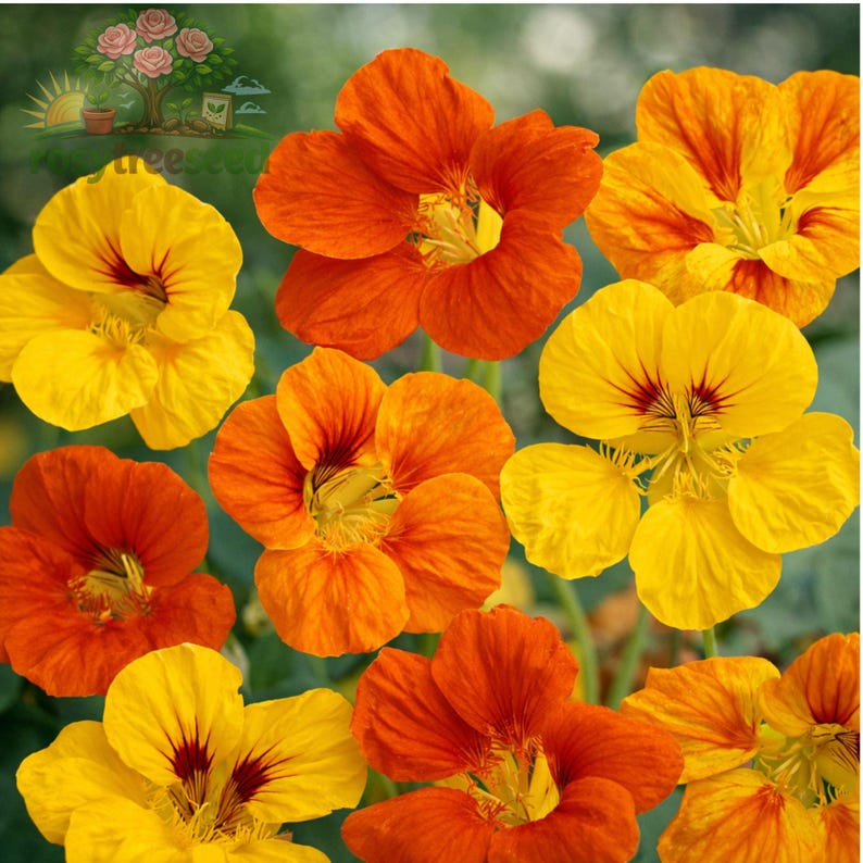 30 Nasturtium Tom Thumb Seeds Dwarf Annual Flower