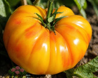 2 Old German Tomato Live Plants 6–10” Rare Heirloom