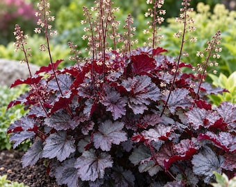 Palace Purple Coral Bells Heuchera, Mahogany Foliage, White Flowers (Live Plant)