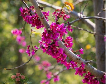 Eastern Redbud Tree Live Plant Bare Root, Cercis Canadensis Flowering Tree
