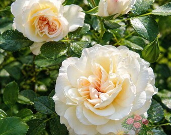 White Meidiland Rose Live Plant 4” Pot Repeat Bloom Hardy