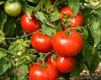Rutgers Tomato Live Plants, Heirloom Starter Plants (Set of 2)