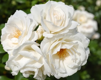 Climbing Iceberg Rose Plant, White Semi-Double Blooms, Honey Fragrance (4" Pot)