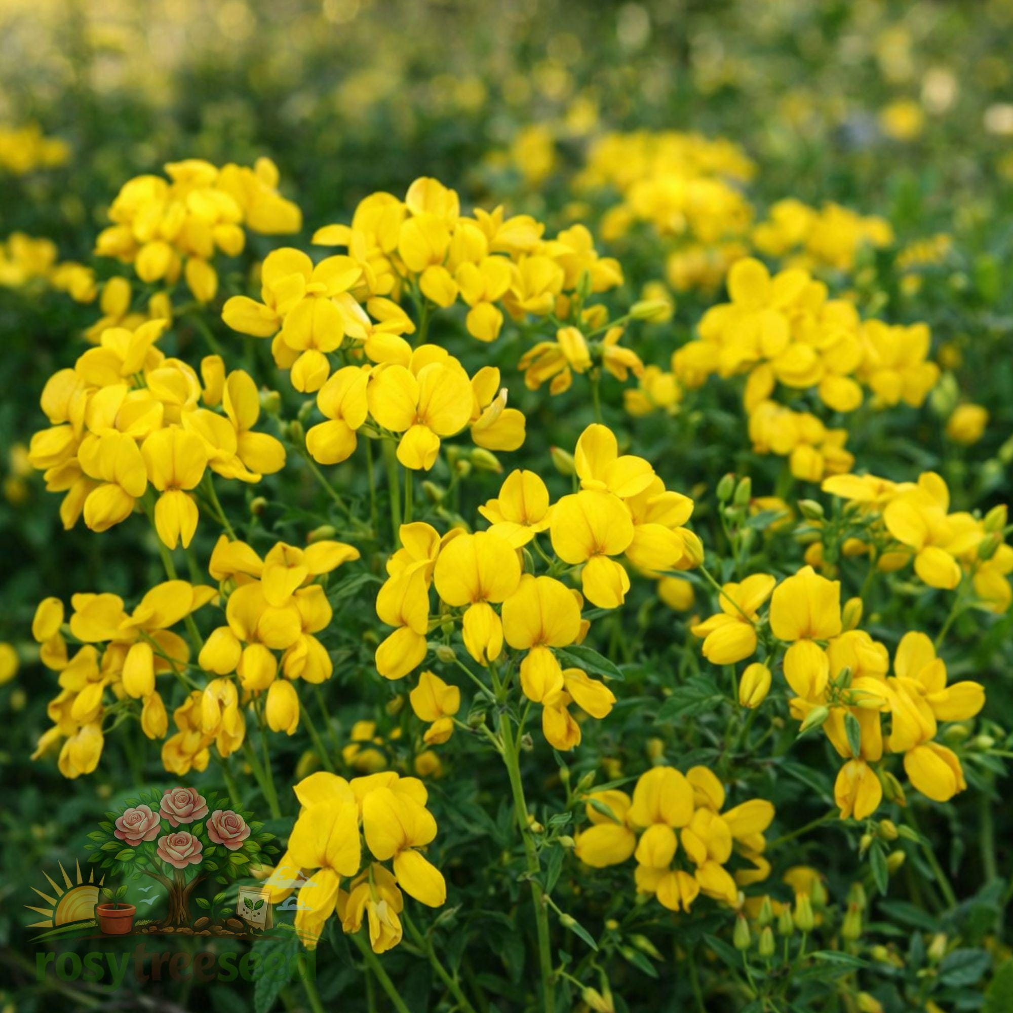 Bird's Foot Trefoil Seeds, Yellow Wildflower, Ground Cover Garden Plant