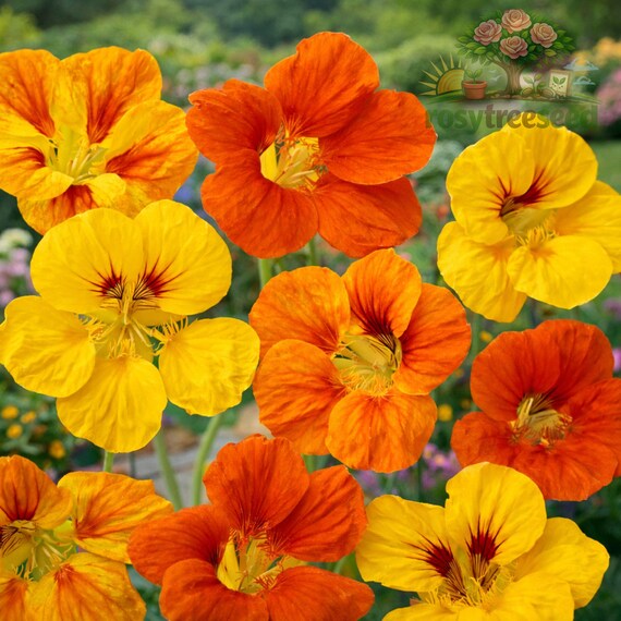 30 Nasturtium Tom Thumb Seeds Dwarf Annual Flower